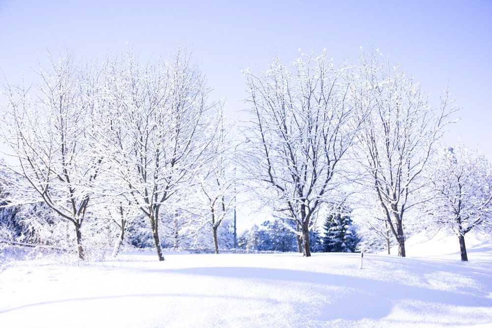 big winter quiz- snowy landscape